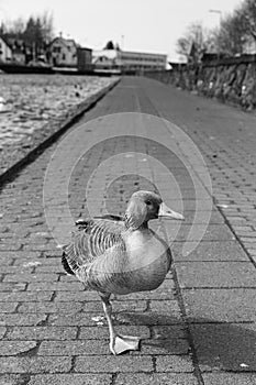 One legged goose II