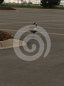 One legged goose