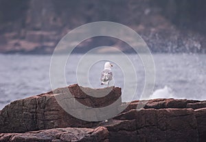 One-legged Seagull at Thunder Hole