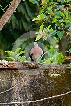 One legged spotted dove bird eating , perched on a boundary wall