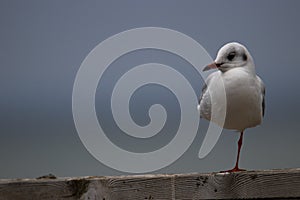 One legged young Hartland's gull