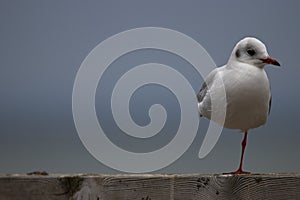 A one legged young Hartlaub's gull.