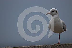 A one legged young Hartlaub's gull.