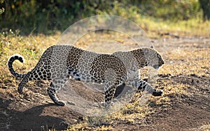 One leopard female horizontal full body shot walking in Masai Mara in Kenya