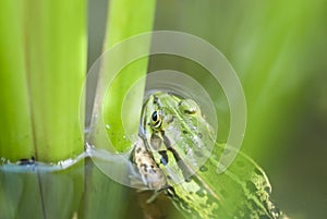 One Leopard Frog (Rana) in Pond.