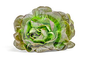 One Lettuce Salad Leaf isolated On White Background