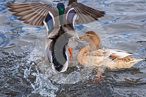 Two ducks in the water