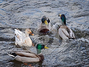 One leucistic albino white female mallard duck among the usual mallard ducks