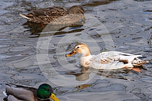 One leucistic albino white female mallard duck among the usual mallard ducks