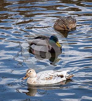 One leucistic albino white female mallard duck among the usual mallard ducks