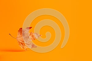 One levitating autumn maple leaf on orange background with copy space. Minimalistic seasonal banner