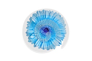 One light blue gerbera flower on white background isolated close up, single gerber flower, daisy head top view, floral pattern