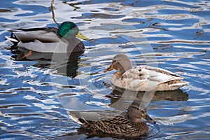 One light brown female mallard duck and two usual plumage  mallard ducks in the water