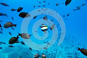 One light colored fish surrounded by a school of darker fish