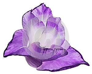 One light and dark violet gladiolus bloom on white