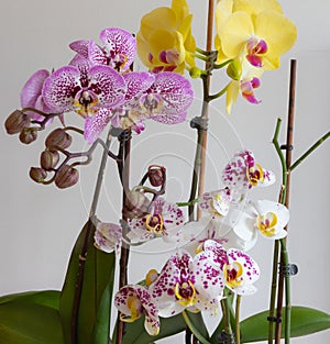 Beautiful orchids phalaenopsis blooming.