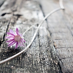 One lilac flower Xeranthemum on a gray wooden texture background close up