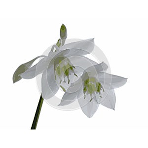 One lily flower isolated on white background. lilium. Vector watercolor illustration