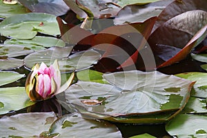 One Lily flower among many colorful leaves on the surface of the lake.