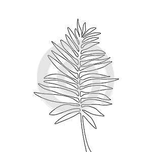 One line drawing areca palm leaf. Continuous line exotic tropical plant.