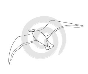 One line gull drawind. Hand drawn minimalism style vector illustration photo