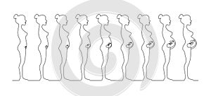 One line pregnant female silhouettes. Changes in a woman`s body in pregnancy.