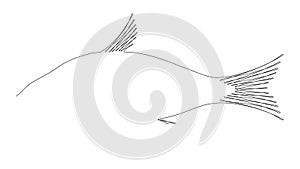 One line simple animation drawing of single continuous contour of fish. Hand drawing on a white background