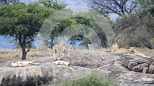 One lion and several lionesses with cubs on a large grey rock