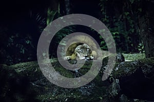 Lion sleeping on a rock