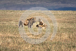 One Lion and two lioness Panthera leo at grassland conservation area of Ngorongoro crater. Wildlife safari concept. Tanzania.