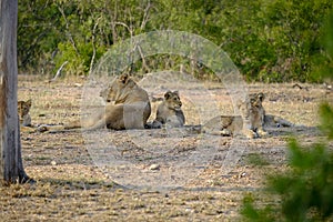 One lioness with four cubs laying down resting