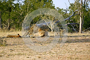 One lioness with four cubs laying down resting