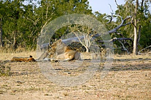 One lioness with four cubs laying down resting