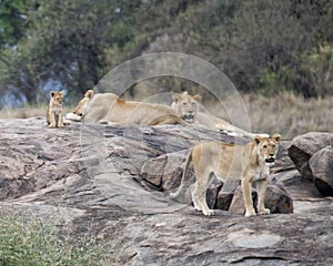 One lionesses and one lion and one cub on a large grey rock