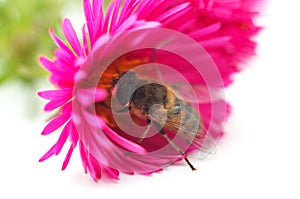 One little bee on the chrysanthemum