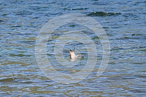 One little bird adventurously diving and hunt fishing in water