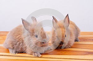 One of little brown rabbit or bunny stay in front of the other one with white  background