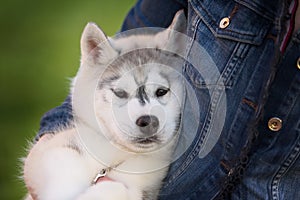 One Little cute puppy of Siberian husky