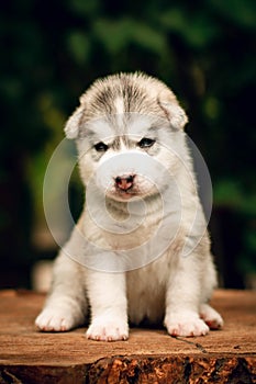 One Little cute puppy of Siberian husky dog outdoors