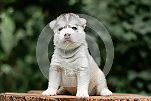 One Little cute puppy of Siberian husky dog outdoors