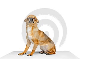 One little dog, golden color chihuahua posing isolated on white studio background. Concept of animal life, breeds, vet
