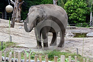 One little elephant is standing in the zoo with his trunk up high. A little elephant is waiting for summer