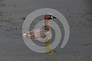 One little grebe tachybaptus ruficollis swimming in water