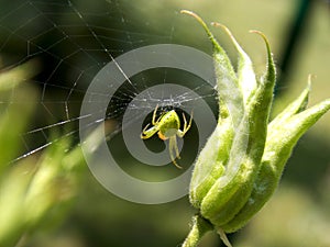 Little green spider in the web