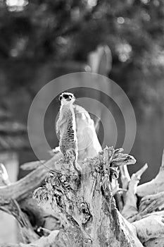 One little hairy meerkat sit on long dry tree, class suricate