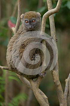 One little lemur on the branch