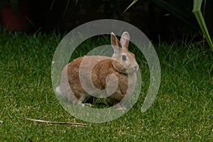 A little light brown bunny standing in green grass