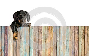 One little puppy dog with board of wooden plank
