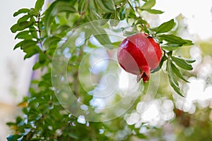 One little red garnet hanging on a branch with green foliage. Ripe pomegranate grows on a tree