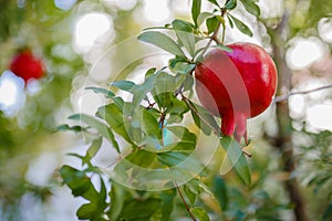 One little red garnet hanging on a branch with green foliage. Ripe pomegranate grows on a tree